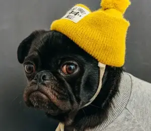Calm dog resting at home with Comfy Paws sitter while owner is away