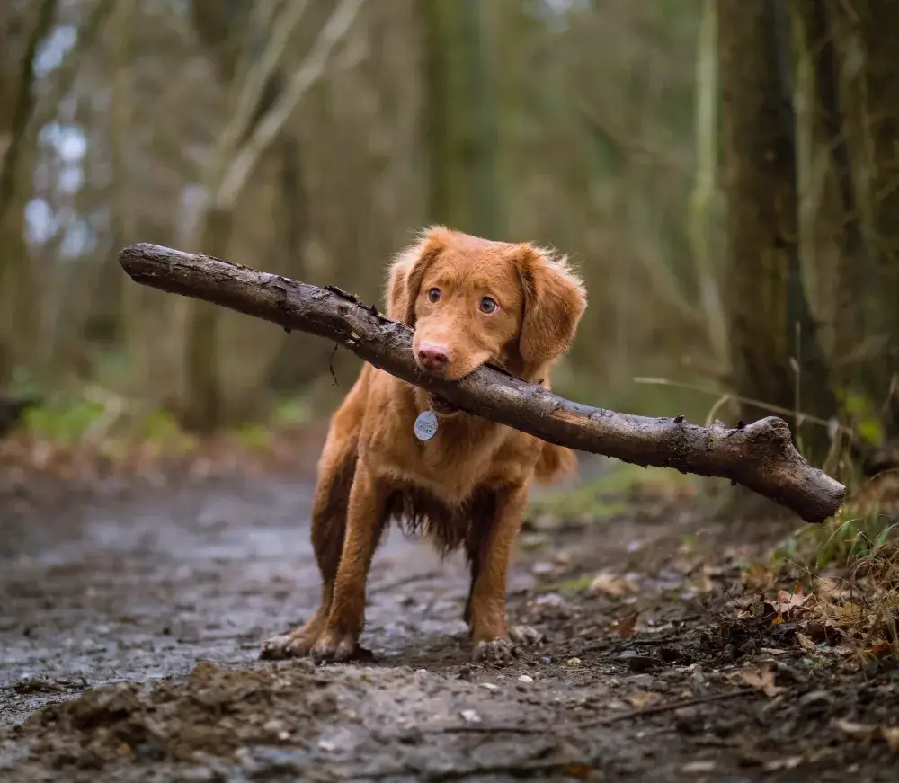 Pet sitter from Comfy Paws caring for a happy dog at home in Brisbane